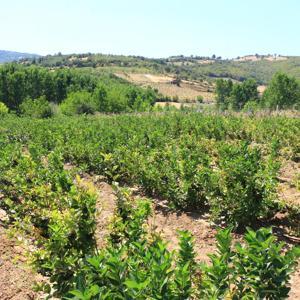 Annesinin hastalığına iyi geldiğini öğrendi, aronya yetiştirdi