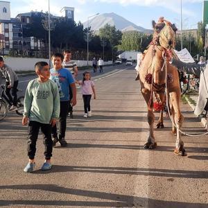 Antalyadan Ağrıya kurbanlık gönderilen deveye ilgi