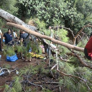 Muğlada kuvvetli rüzgarda ağaç devrildi: 3 yaralı