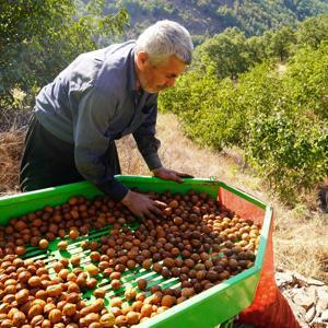 Osmaniye’de ceviz hasadı başladı