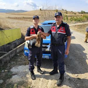 Jandarmanın bulduğu yaralı şahin, tedaviye alındı