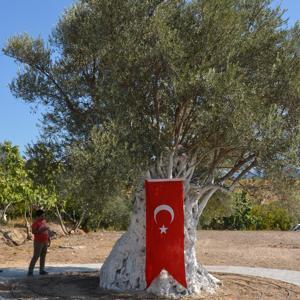 Mutta Zeytin ve Zeytinyağı Festivali düzenleniyor