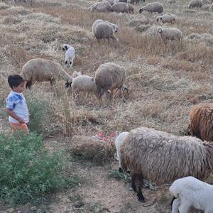 Kadirli’de küçükbaş ve büyükbaşlara mavi dil karantinası