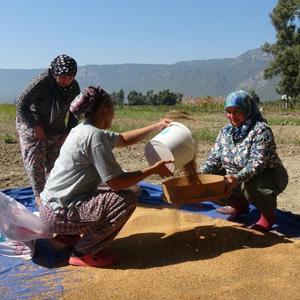 Aroması ve lezzetiyle dünyaca ünlü susamda hasat