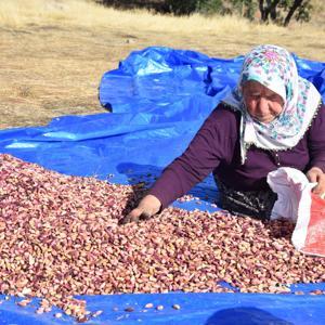 Sivastan fıstığın başkenti Gaziantepe fıstık gönderiyorlar