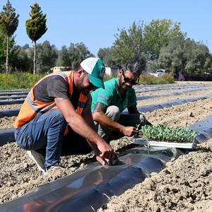 Adabahçe bu kış da sofralara lezzet ve bereket katacak