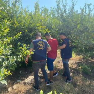 Mersin’de aranan firari, limon bahçesinde yakalandı