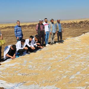 Liseli tarım öğrencilerine uygulama; Karacadağ pirinci hasadı