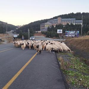 Yayladan dönen çobanlar kazalara karşı tedbirler alıyor