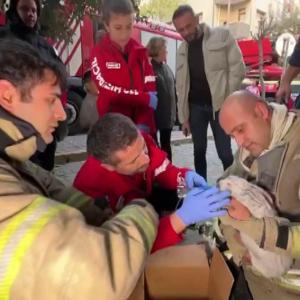 İstanbul-Avcılarda çıkan yangında mahsur kalan tavşanı itfaiye ekipleri kurtardı