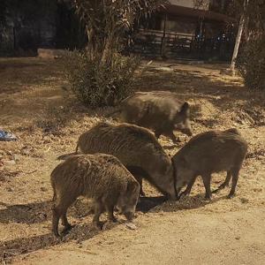 Didimde aç kalan yaban domuzları şehre indi, o anlar kamerada