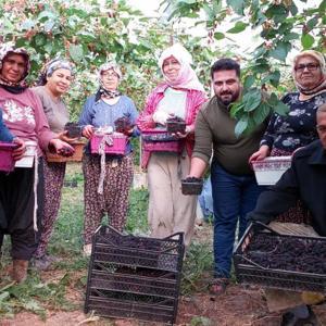 Silifke de örtü altı dut hasadı başladı: Kilosu 200 liradan alıcı buluyor