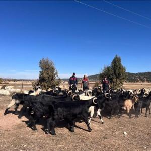 Kaybolan keçileri jandarma buldu