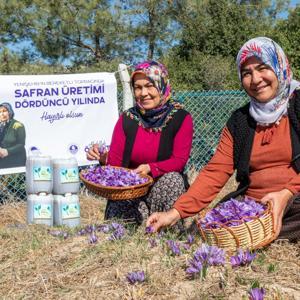 Yenişehir’de safran üretimi dördüncü yılına girdi