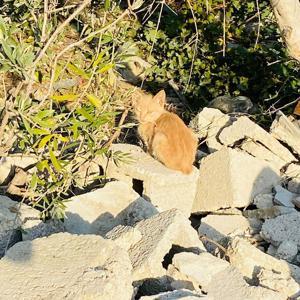 Boruya sıkışan yavru kedi kurtarıldı