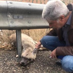 Şanlıurfada nesli tükenme tehlikesi altındaki çizgili sırtlan öldü