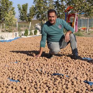 7 yıl önce başlayan çalışmayla Denizlide hedef ceviz üretiminde zirve