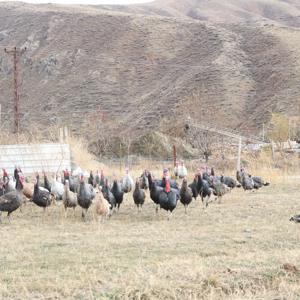 Hakkaride yılbaşı öncesi hindiler satışa çıktı; fiyatı 4 bin lirayı buluyor