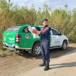 Kiliste jandarmanın bulduğu yaralı büyük ak balıkçıl kuşu koruma altına alındı