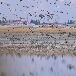 Diyarbakırda Kabaklı Göleti’nde binlerce kuşun bir arada uçuşu kamerada