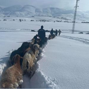 Karda kaybolan küçükbaşlar dronla bulundu; o anlar kamerada / Ek fotoğraflar