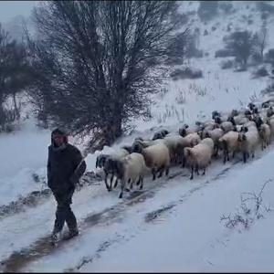 Karda mahsur kalan vatandaşların ve hayvanların imdadına büyükşehir koşuyor