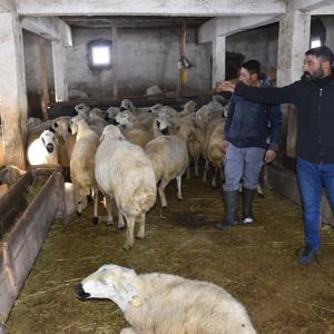 Tipide koyunları ölen sürü sahibi kardeşler: Hayvanların gözleri kapandı, ilerleyemedik