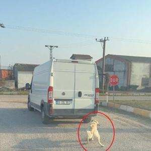 Köpeği minibüsün arkasına iple bağlayıp çekti; o anlar kamerada