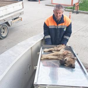 Belediye personeli, yaralı köpeği hastaneye yetiştirdi