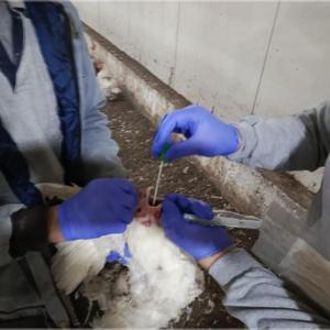 Bolu’da kuş gribinin erken tespiti için tavuklardan numune toplandı