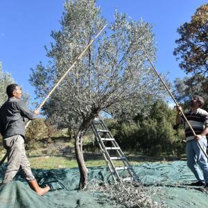 Asırlık zeytin ağaçlarında hasat