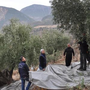 Gaziantep’te, zeytin hasadı sürüyor