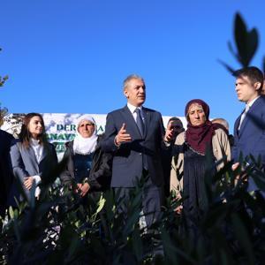 Mardin’de çiftçilere zeytin fidanı dağıtıldı