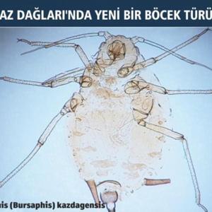 Kaz Dağlarında yeni bir böcek türü keşfedildi