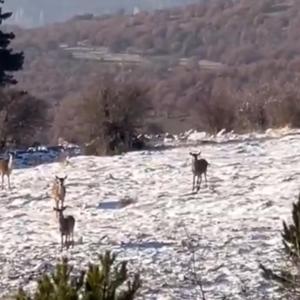 Ormanda yiyecek bulmakta zorlanan karaca sürüsü yaylaya indi