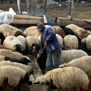 İstanbuldan köyüne döndü; devlet desteğiyle aldığı 100 koyunu 520ye çıkardı