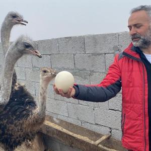 İstanbuldan göç ettiği Karsta deve kuşu yetiştirmeye başladı