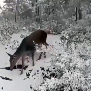 Salda Gölü çevresine bırakılan kızılgeyikler karlı ortamda görüntülendi