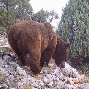 Keleste yaban hayvanları fotokapanla görüntülendi