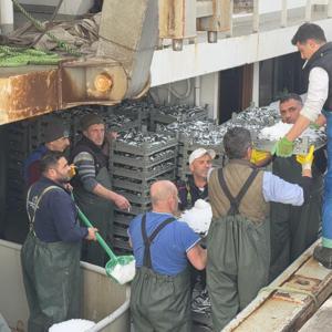 Marmarada hamsi bereketi; tekneler yüzlerce kasayla dönüyor limana