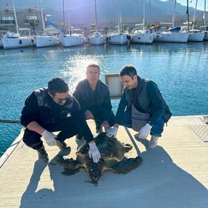 Muğla’da yaralı caretta caretta, tedaviye alındı