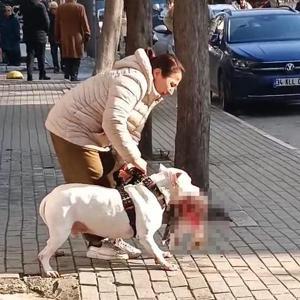 İstanbul - Avcılarda sokak kedisini öldüren yasaklı ırk köpeğin sahibi yakalandı