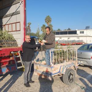 Üreticiye zeytin fidanı desteği