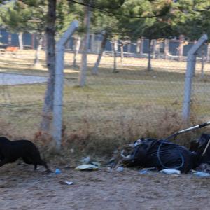 Köpeğin saldırısına uğrayan Zeynep yaralandı