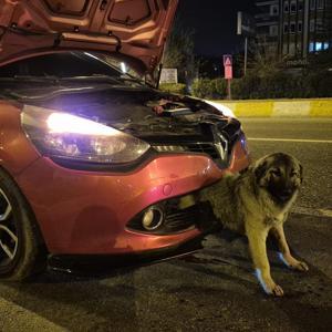 Kendisine çarpan otomobilin tamponuna sıkışan köpeği itfaiye kurtardı