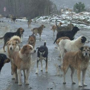 Sokak köpeği dehşeti devam ediyor