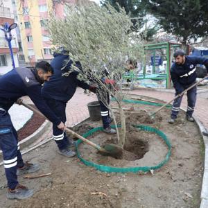 Yunusemre Belediyesinden kuru peyzaj çalışması
