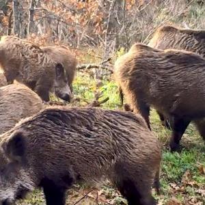 DKMPden gülümseten paylaşım; fotokapana yakalanan hayvanların sesi oldular