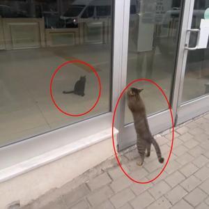 Kedi, postanede mahsur kalan yavru kediyi görüp kapıyı tırmaladı; o anlar kamerada