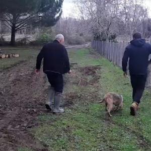 Bursada koruma altındaki bozayılardan biri barınaktan kaçtı; yiyecek ararken kameraya yansıdı (2)